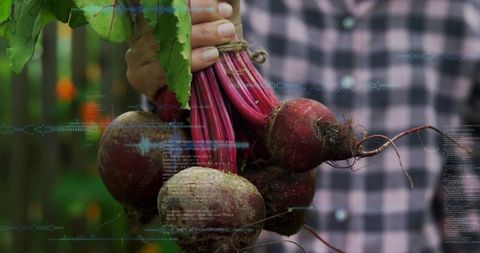 Hand holding fresh beetroot bunch with roots and greens in backyard garden closeup harvest