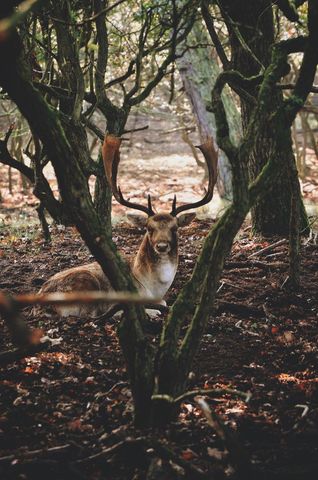 Fallow deer resting among mossy trees in autumn forest with sunlit leaf litter