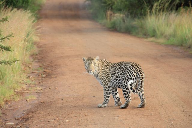 Leopard crossing a dirt road in a natural reserve, looking alert while walking through its habitat. Ideal for wildlife conservation content, safari promotion, educational material on big cats, or environmental awareness campaigns.