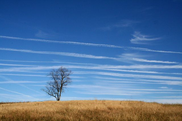 Lonely Tree on a Grassy Hill with Clear Blue Sky and Wispy Clouds - Download Free Stock Photos Pikwizard.com