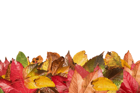 autumn leaves seamless border on transparent background - Download Free Stock Videos Pikwizard.com