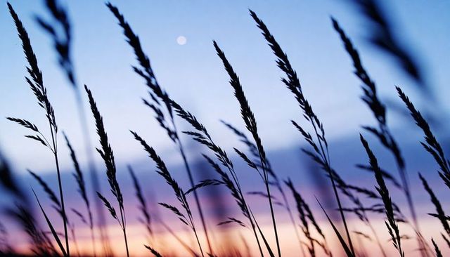 Silhouetted tall grass swaying at twilight with moon and colorful gradient sky