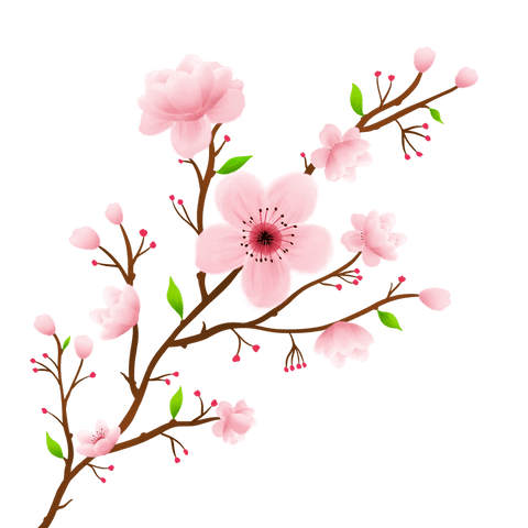 Elegant Pink Cherry Blossoms on Branch with Transparent Background