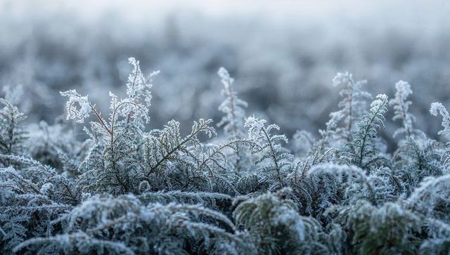 Frosted moor shrubs glistening at dawn with delicate hoarfrost crystals and soft bokeh
