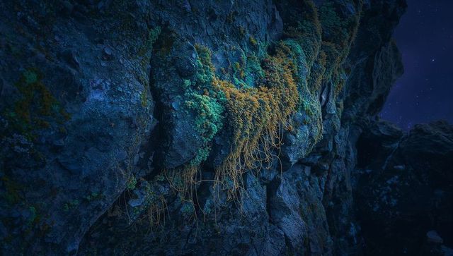 Moonlight washing cliffside moss and hanging roots under starry night sky