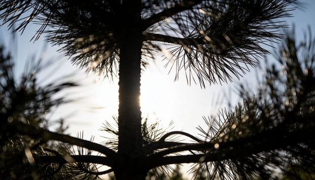 Backlit pine trunk and needle silhouette at sunrise showing soft bokeh and halo glow