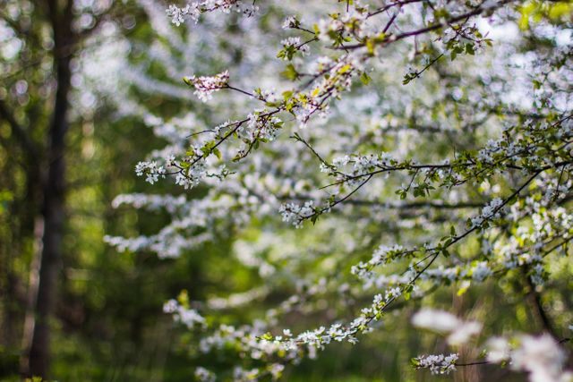 Spring blooming white flowers on branches against soft green backdrop. Perfect for spring themes, nature settings, seasonal greetings, or eco-friendly campaigns. Inspires renewal, freshness, and beauty of the outdoors.