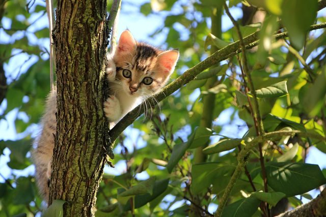 A young kitten climbing a tree among green leaves displays curiosity. This image can be used in advertisements, pet store promotions, animal-related content, or articles focusing on pets and their behaviors.