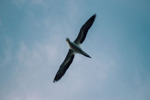 Seagull soaring over soft blue sky low-angle view conveying freedom and coastal spirit