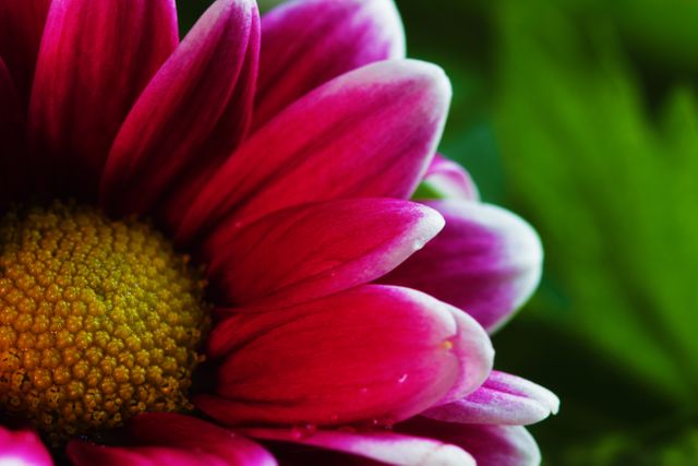 Close-Up of Vibrant Pink Flower with Yellow Center - Download Free Stock Photos Pikwizard.com