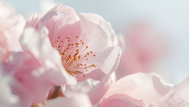 Soft pale pink cherry blossom blooming in spring sunlight with delicate yellow stamens
