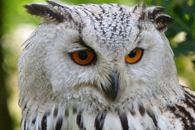 Close-Up Portrait of Eurasian Eagle-Owl With Intense Orange Eyes - Download Free Stock Photos Pikwizard.com