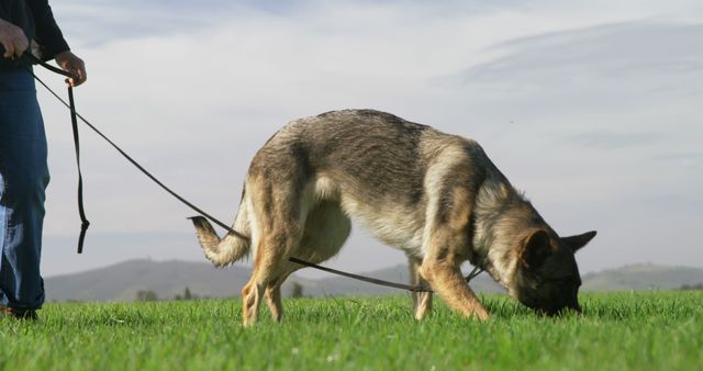 German Shepherd walking in green field sniffing ground while on metallic leash held by owner. Perfect for concepts of outdoor activities, exercise with pets, nature exploration, and dog behavior studies.