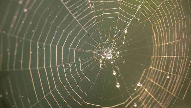 Garden orb spider web sparkling with morning dew and glistening silk beads in golden light
