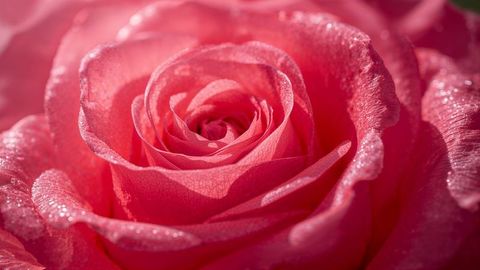 Close-up of Pink Rose Blossom with Sparkling Dewdrops
