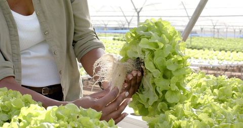 Hydroponic Greenhouse Farmer Examining Freshly Harvested Lettuce