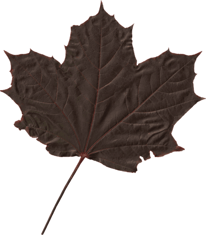 transparent black maple leaf isolated on white background - Download Free Stock Videos Pikwizard.com