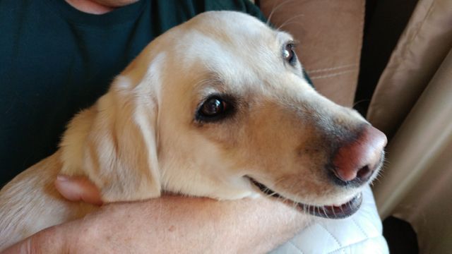 Golden Labrador nestling comfortably in owner's arms. Captures close bond and affectionate moment between pet and owner. Ideal for use in articles or advertisements about pet care, animal companionship, and lifestyle. Suitable for veterinary services, pet products, and emotional support campaigns.