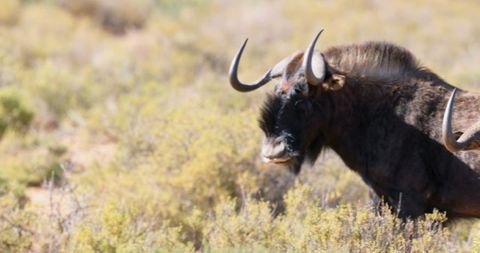 Wildebeest Grazing in the Savannah Landscape - Download Free Stock Images Pikwizard.com
