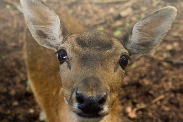 Close-up of a deer with large eyes in a natural forest. Great for nature and wildlife documentaries, educational materials depicting forest animals, or wildlife conservation campaigns.