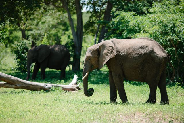Two elephants are grazing in an open woodland area with lush green surroundings and plenty of trees. Perfect for educational materials, travel brochures, wildlife magazines, and conservation awareness campaigns focusing on nature and animals in their natural habitat.