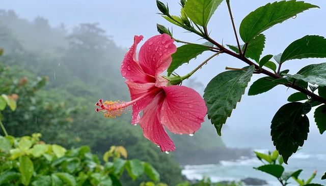 Pink hibiscus blooming with raindrops on misty tropical coastline featuring staminal column