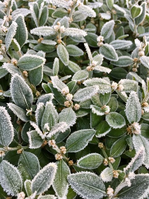 Frost Covered Leaves and Buds in Cold Winter Morning - Download Free Stock Photos Pikwizard.com