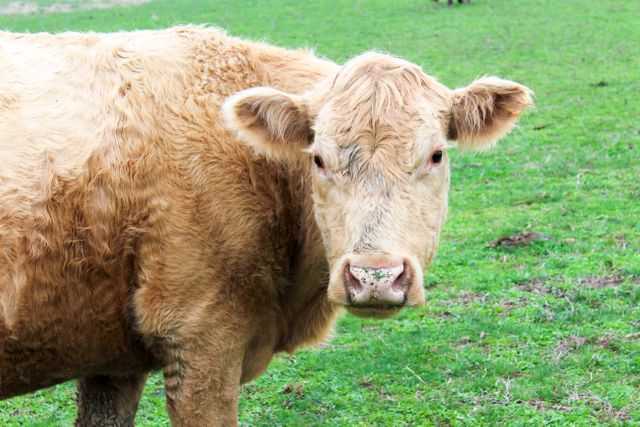 Close-Up of Brown Cow Grazing in Field - Download Free Stock Photos Pikwizard.com