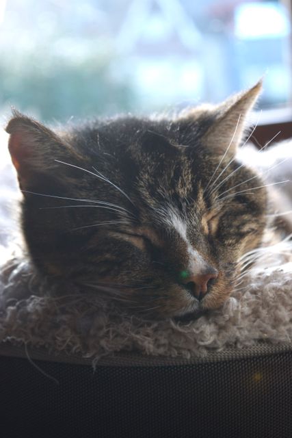 Tabby cat peacefully sleeping on a fuzzy blanket with sunlight streaming in the background. Perfect for use in promoting relaxation, pet care products, or articles about the benefits of pet companionship. Great for social media posts and advertisements related to pets, home, and leisure.