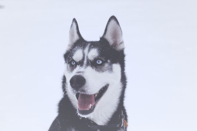 Alert Siberian Husky with Blue Eyes in Snowy Landscape - Download Free Stock Photos Pikwizard.com