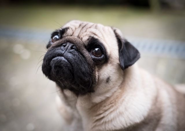 An adorable pug with big, expressive eyes is looking up while outdoors. This close-up captures the charm and innocence of the pug, making it ideal for use in pet-related advertisements, dog lover social media posts, and content marketing promoting animal welfare or companionship. Perfect for websites or promotions involving pet care products, veterinary services, or adoption campaigns.