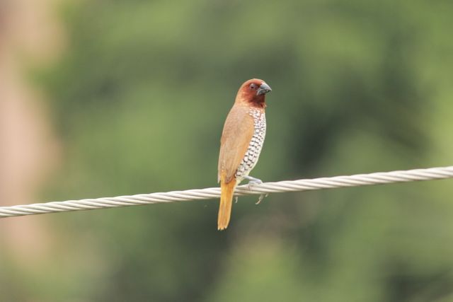 A scaly-breasted munia bird, with distinctive brown and white feather pattern, is perching calmly on a metal wire with a blurred green background. This image is perfect for use in articles related to bird watching, nature photography, and wildlife conservation. It can also be used in educational materials, wallpapers, or websites about ornithology and bird species identification.