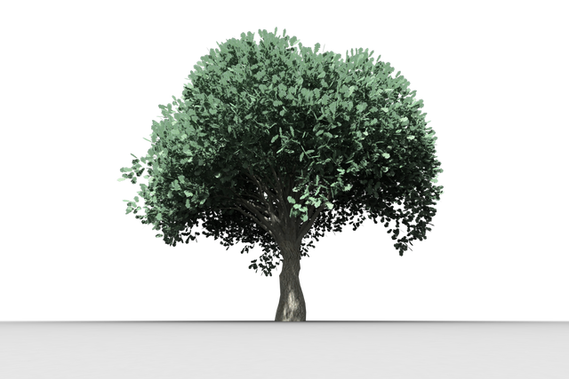 Transparent Tree with Green Leaves  - Download Free Stock Videos Pikwizard.com