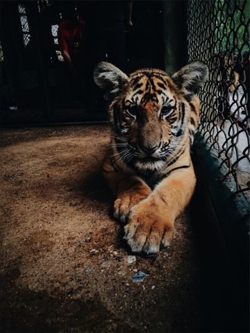 Young Tiger Cub Resting Beside Chain-Link Fence Close-Up Emphasizing Paw and Face