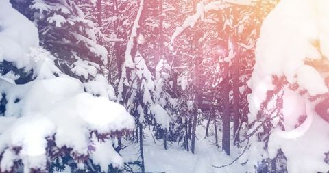 Magical Winter Forest with Sunlit Snow-Covered Trees - Download Free Stock Images Pikwizard.com