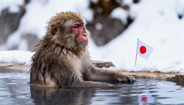 Japanese macaque soaking in hot spring with japan flag in snowy winter onsen scene