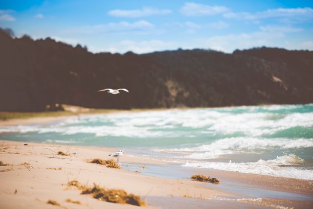 Perfect for travel blogs, vacation presentations, nature websites, and beach-themed marketing materials. This tranquil coastal scene depicts seagulls flying over a sandy beach with calming ocean waves, invoking relaxation and natural beauty.