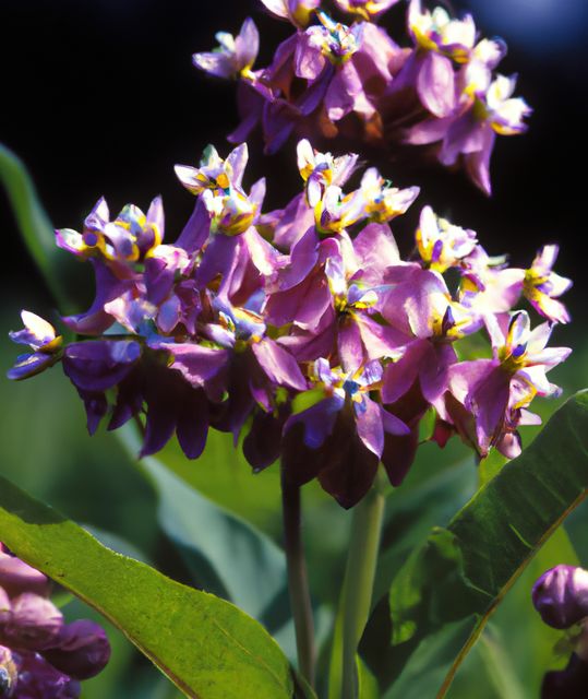 Close-up of blooming milkweed flowers showcasing vibrant purple and white petals surrounded by green leaves. Perfect for use in gardening articles, nature blogs, botanical studies, and floral design inspirations, highlighting the beauty and diversity of plant life.