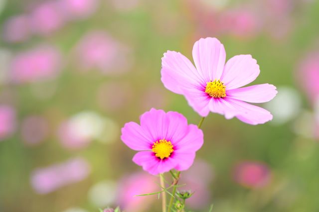 Pink Cosmos Flowers Blooming in Garden - Download Free Stock Photos Pikwizard.com