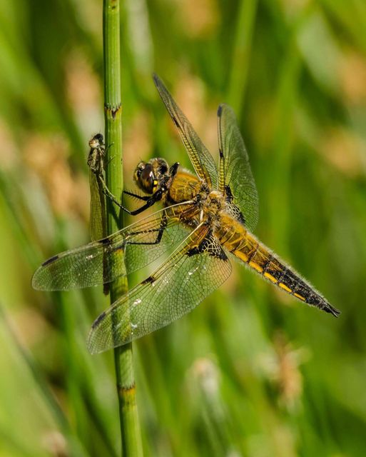 Yellow and Black Dragon Fly Perched on Green Stem on Close Up View Photography - Download Free Stock Photos Pikwizard.com