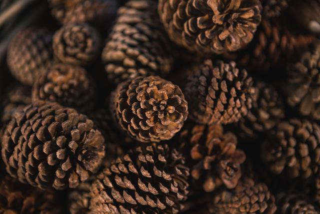 Close-up of pine cones in warm light, showcasing their intricate textures and natural beauty. Ideal for use in holiday decorations, seasonal marketing materials, nature-themed designs, and rustic home decor inspiration.
