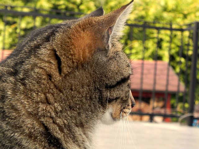 Tabby cat sitting outside looking into distance, captured in profile. Ideal for use in pet care, animal behavior articles, and nature scenes, highlighting the calmness and curiosity of domestic animals.
