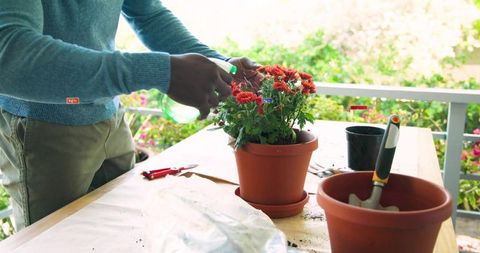 Man watering potted red chrysanthemums on sunlit porch table with gardening tools nearby