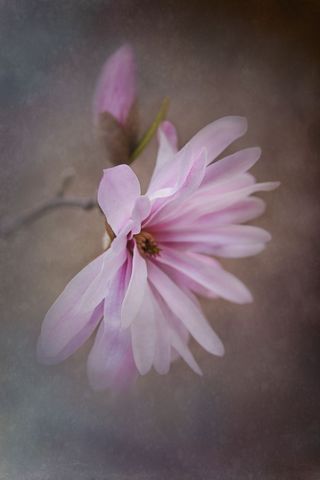 Elegant Pink Magnolia Blossom on Branch