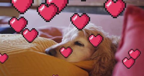Golden retriever resting on mustard cushion surrounded by pixel-art pink hearts