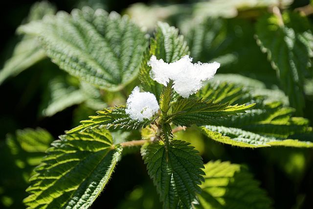 White snow on green nettle leaves highlighted by sunlight creates a beautiful nature scene. Perfect for winter-themed designs, educational materials about plant life, or environmental conservation projects. The contrast between the snow and the greenery showcases the interplay between seasons.