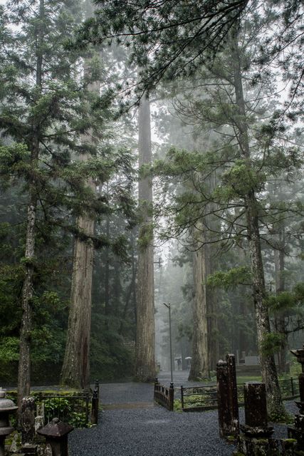 Peaceful Misty Forest Path with Tall Evergreen Trees - Download Free Stock Photos Pikwizard.com