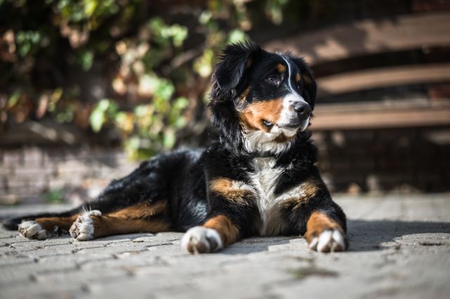 Bernese Mountain Dog lying relaxed on paved surface in outdoor setting with green foliage in background. Ideal for content on pet care, outdoor activities with pets, relaxation and calmness, or breed-specific information.