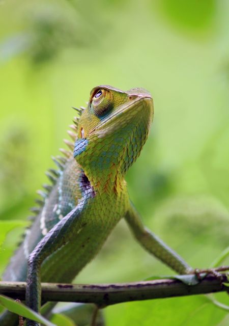 Colorful chameleon climbing a tree branch in a lush jungle. Chameleon's vibrant colors and textures with a blurred natural greenery in the background. Perfect for use in wildlife documentaries, articles about reptiles, educational materials, and nature-themed designs.