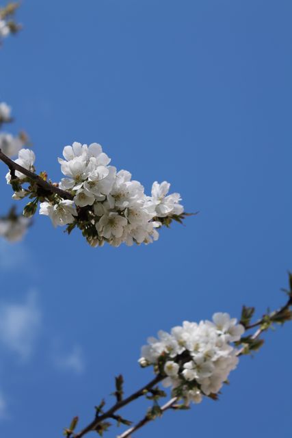 Blossoming white cherry flowers under clear blue sky - Download Free Stock Photos Pikwizard.com